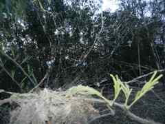 Stegodyphus sarasinorum