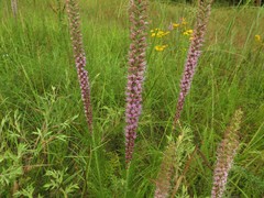 Liatris pycnostachya pycnostachya