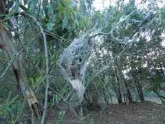 Stegodyphus sarasinorum