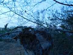 Stegodyphus sarasinorum