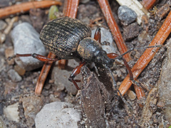 Dodecastichus geniculatus