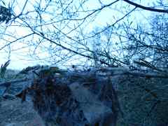 Stegodyphus sarasinorum