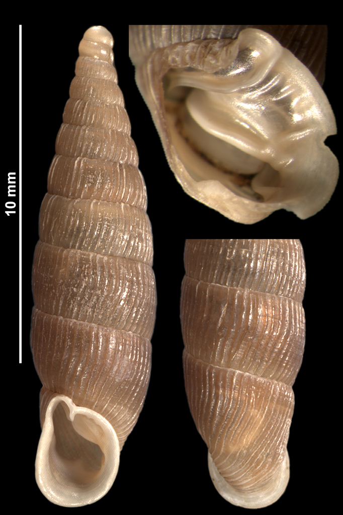 Macrogastra attenuata sabaudina