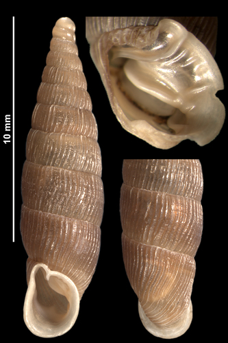 lined door snail