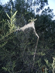 Stegodyphus sarasinorum