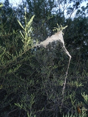 Stegodyphus sarasinorum