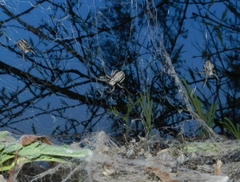 Stegodyphus sarasinorum