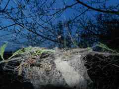 Stegodyphus sarasinorum