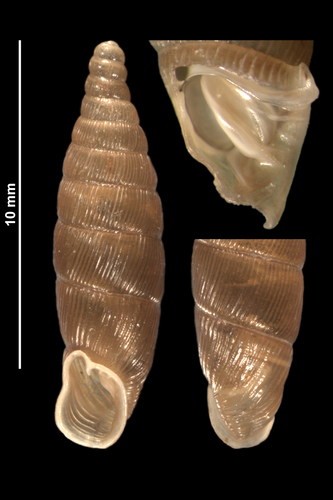 Rolph's Door Snail