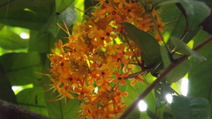Saraca
