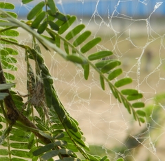 Stegodyphus sarasinorum