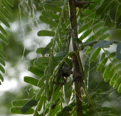 Stegodyphus sarasinorum