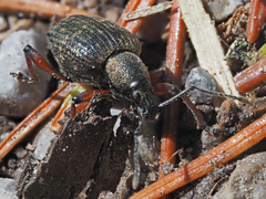 Dodecastichus geniculatus