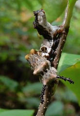 Limenitis arthemis astyanax
