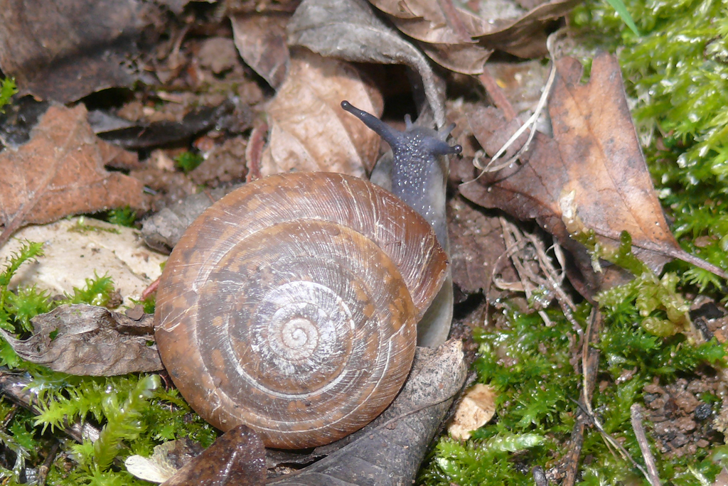 Aegopis italicus