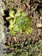 Sempervivum tectorum
