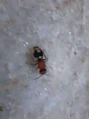 Ronisia brutia