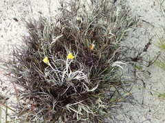 Conostylis candicans