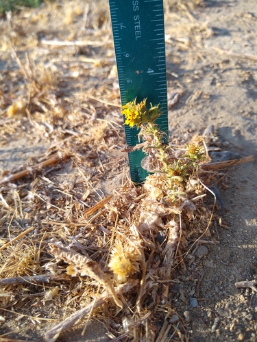 iNaturalist observation photo of southern tarplant