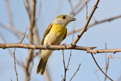 Pachyramphus viridis