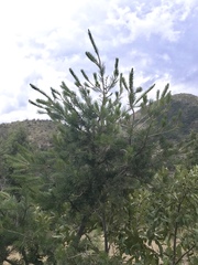 Pinus cembroides bicolor