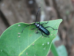 Galissus azureus