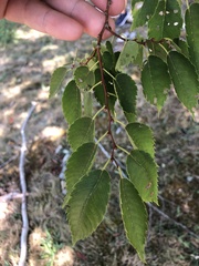 Zelkova