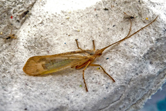Limnephilus flavicornis