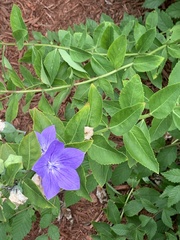 Platycodon