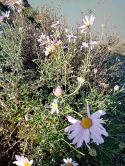 Chrysanthemum sinuatum