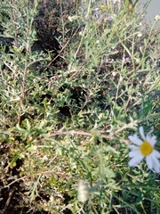 Chrysanthemum sinuatum