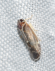 Synecdoche impunctata