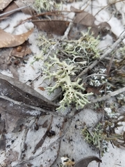 Cladonia perforata