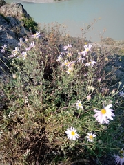 Chrysanthemum sinuatum