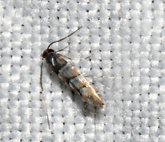 Chrysaster ostensackenella