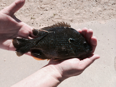 Lepomis gibbosus × cyanellus