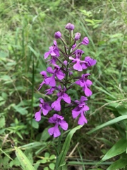 Platanthera peramoena