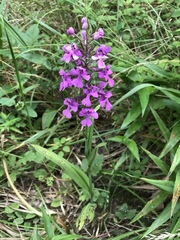 Platanthera peramoena