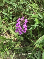 Platanthera peramoena