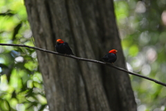 Ceratopipra rubrocapilla