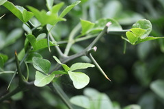 Citrus trifoliata