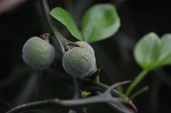 Citrus trifoliata