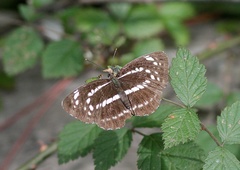 Neptis andetria