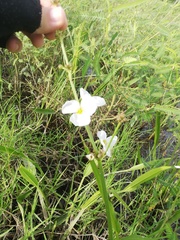 Echinodorus paniculatus