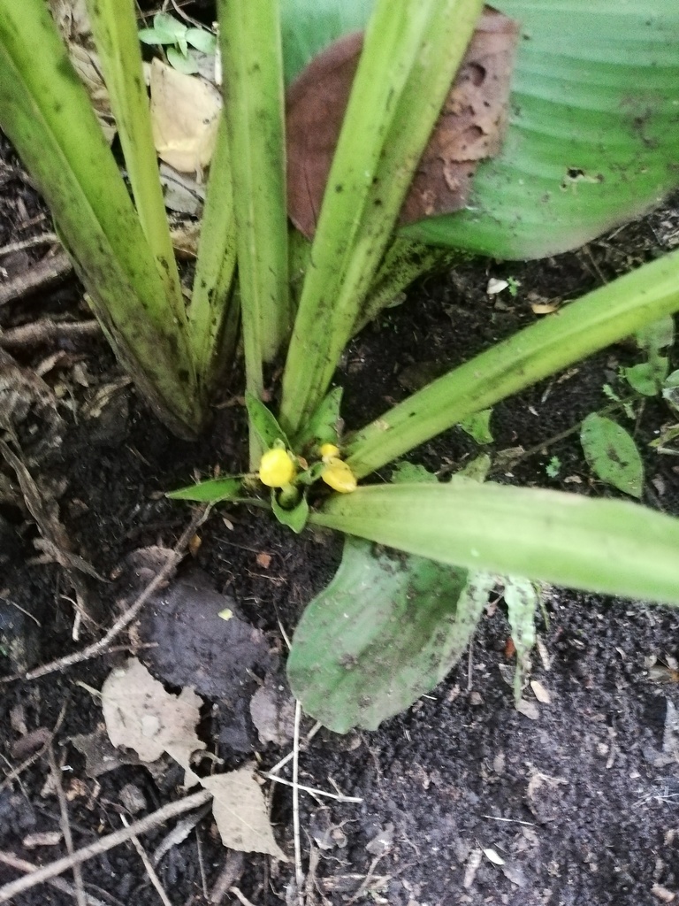 Goeppertia panamensis (Goeppertia panamensis)