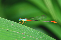 Ceriagrion cerinorubellum