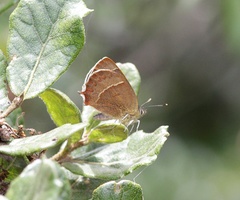 Esakiozephyrus bieti