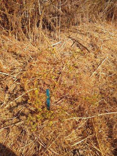 iNaturalist observation photo of southern tarplant