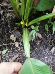 Goeppertia panamensis