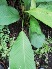 Goeppertia panamensis